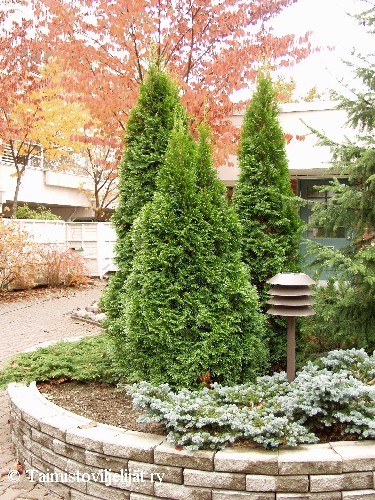 Thuja occidentalis 'Smaragd'